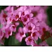 Картина за номерами  Рожеві квіти сакури розміром 40х50 см Strateg (GS238)