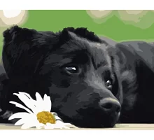 Картина по номерам Черный щенок в термопакете 40*50см код: VA-0518