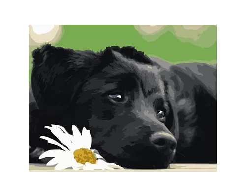 Картина за номерами Чорний щеня в Термопакет 40 * 50см