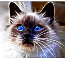 Алмазна мозаїка флуоресцентна Голубоглазая кішка 30 * 40см без рамки, в кор. 42 * 6,5 * 4см (AG0009)