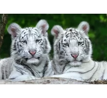 Алмазная мозаика Тигрята-близнецы 30*40см без рамки 40*8*5см (H8828)