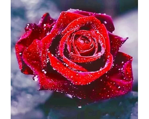 Алмазна мозаїка Оксамитова троянда 30*40 см без рамки 40 * 8 * 5 см (H8493)