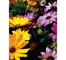 Картина за номерами Яскраві хризантеми 40х50 Brushme (GX36662)