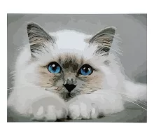 Картина за номерами Біленький котик з лаком та рівнем розміром 40х50 см Strateg (SY6878)