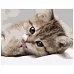 Картина за номерами  Маленьке кошеня розміром 40х50 см Strateg (VA-0522)