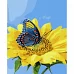 Картина за номерами  Метелик на соняшнику розміром 40х50 см Strateg (VA-3652)