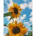 Картина за номерами  Соняшники в небі розміром 40х50 см Strateg (GS208)