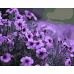 Картина за номерами  Фіолетові квіти розміром 40х50 см Strateg (GS044)