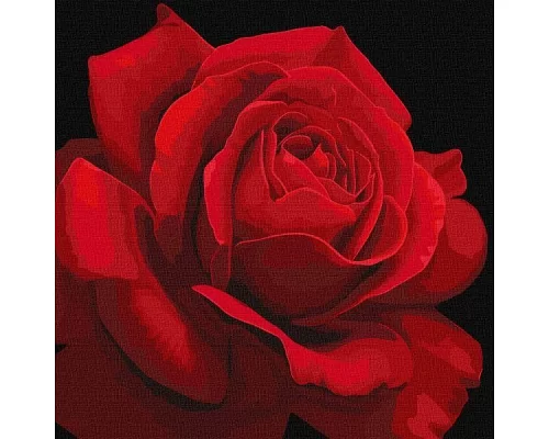 Картина за номерами Червона троянда annasteshka 40х40 Ідейка (KHO3238)