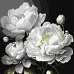 Картина по номерам Безупречная красота белых пионов с красками металлик art_selena_ua 40х40 Идейка (KHO3237)