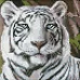 Алмазная мозаика без подрамника Бенгальский тигр Идейка 20х20 (AMC7681)