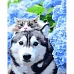 Картина за номерами Хаскі з котиком з лаком та з рівнем 40х50 см Strateg (GS1477)