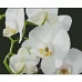 Алмазна мозаїка Білі орхідеї 30х40 см Strateg (KB011)