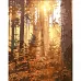 Картина за номерами Вечір у сосновому лісі з лаком 30х40 см Strateg (SS6790)