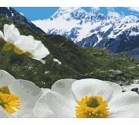 Картина за номерами Альпійські маки 40х50 см АРТ-КРАФТ (10564-AC)