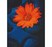 Картина за номерами Квітка лотоса 40х50 см АРТ-КРАФТ (13124-AC)
