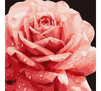 Картина за номерами Досконала троянда art_selena_ua 40х40 Ідейка (KHO3236)