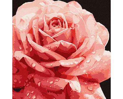 Картина за номерами Досконала троянда art_selena_ua 40х40 Ідейка (KHO3236)