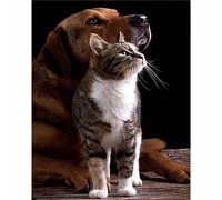 Алмазна мозаїка Дружба кішки з собакою розміром 30х40 см Strateg (HEG86054)