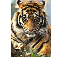 Алмазна мозаїка Суматранський тигр без підрамника розміром 30х40 см Strateg (GD75271)