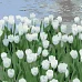 Картина за номерами Білі тюльпани розміром 20х20 см Strateg (HH5908)
