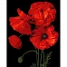 Картина за номерами Яскраві червоні маки на чорному фоні розміром 40х50 см Strateg (AH1016)