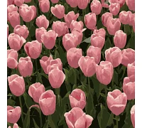 Картина за номерами Рожеві тюльпани розміром 20х20 см Strateg (HH5113)
