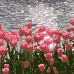 Картина за номерами Тюльпани на схилі розміром 20х20 см Strateg (HH5100)