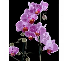 Картина за номерами Вишукана орхідея на чорному фоні 40х50 см Strateg (AH1044)