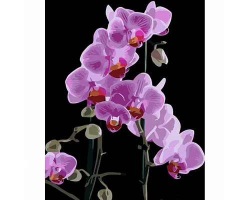 Картина за номерами Вишукана орхідея на чорном фоне 40х50 см Strateg (AH1044)