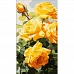 Картина за номерами Жовті троянди 50х25 см Strateg (WW216)