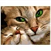 Картина за номерами Кішка з кошеням з лаком 40х50 см Strateg VA-0915