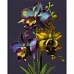 Алмазна мозаїка Орхідеї 40*50см на підрамнику SANTI (954786)