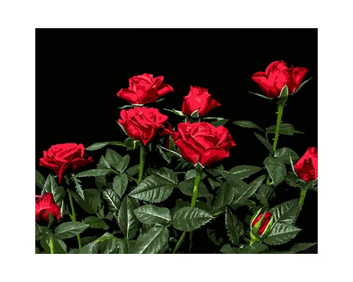 Картина за номерами Яскраві червоні троянди на чорному фоні розміром 40х50 см Strateg(AH1051)