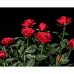 Картина за номерами Яскраві червоні троянди на чорному фоні розміром 40х50 см Strateg(AH1051)