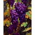 Картина по номерам с алмазной мозаикой Гроздь винограда 40*50 см. Santi (954879)