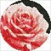 Кругла алмазна мозаїка Досконала троянда з голограмними стразами d19 Ідейка (AM-R7919)