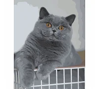 Картина за номерами Цікавий котик 40х50 см Strateg: SY6450
