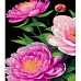 Картина за номерами Півонії у відтінках рожевого на чорному фоні розміром 40х50 см Strateg: (AH1101)