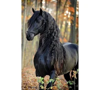 Алмазная мозаика Черный конь в лесу без подрамника, 30*40см, ТМ Dreamtoys (S30036)