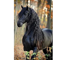 Алмазная мозаика Черный конь в лесу без подрамника, 30*40см, ТМ Dreamtoys (S30036)