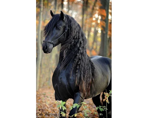 Алмазная мозаика Черный конь в лесу без подрамника, 30*40см, ТМ Dreamtoys (S30036)