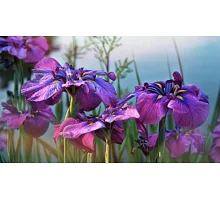 Алмазна мозаїка Фіолетові іриси без підрамника, 30*40см, ТМ Dreamtoys (S30070)