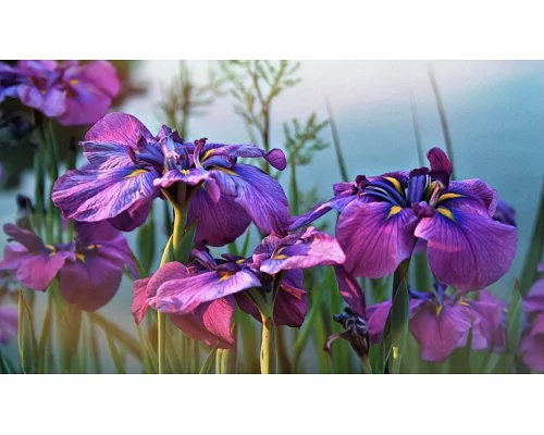 Алмазна мозаїка Фіолетові іриси без підрамника, 30*40см, ТМ Dreamtoys (S30070)