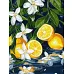 Картина за номерами Лимон у розрізі art_selena_ua 30х40 Ідейка (KHO5733)