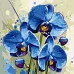 Картина за номерами Ніжна орхідея art_selena_ua 40х40 Ідейка (KHO3344)